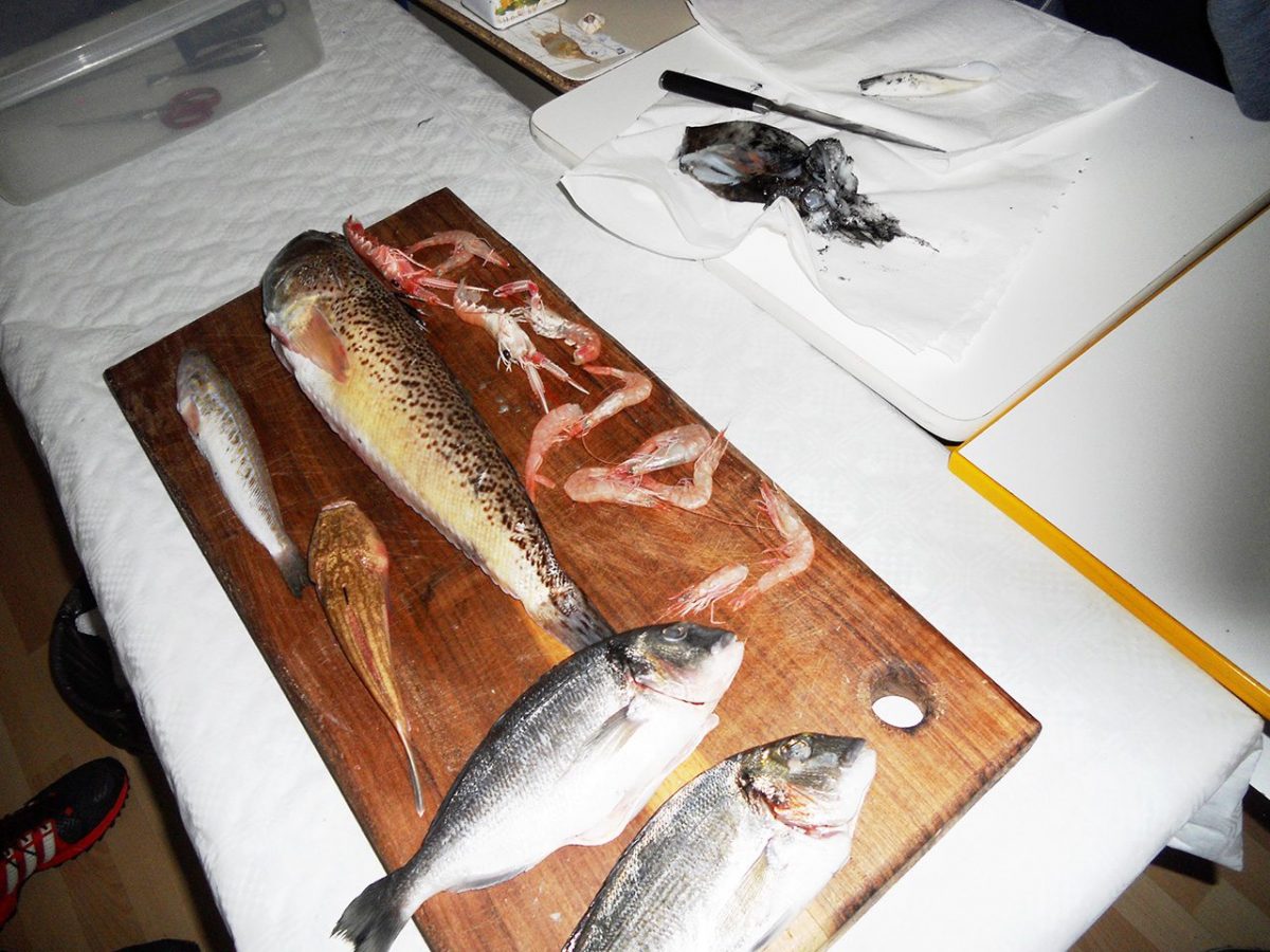 Predavanje profesora Sušića o ribama | Prva privatna gimnazija zagreb